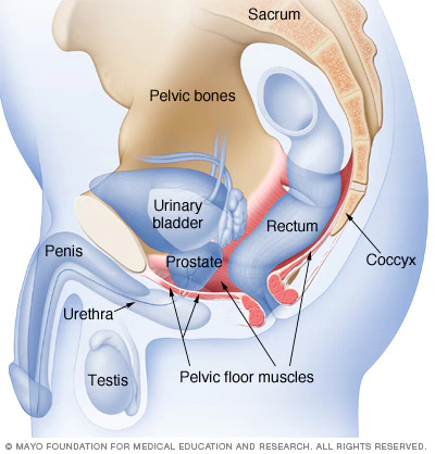 Kegel exercises