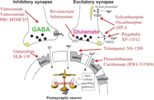 the Mechanism of Action of Gabapentin