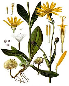 Arnica