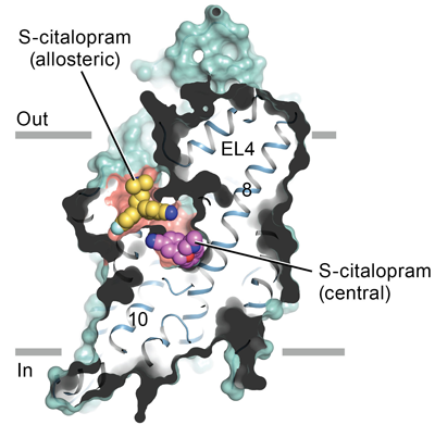 How Antidepressants Block Serotonin Transport