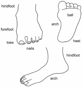 Foot Pain Reasons and What is the The Most Common Foot Pains ?