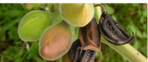 Common Types of Natural Pain Relievers