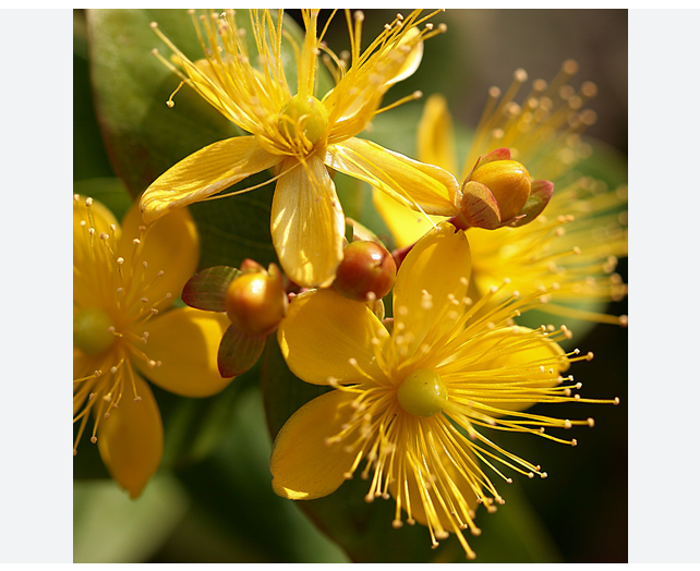 St. John’s Wort (Hypericum perforatum)