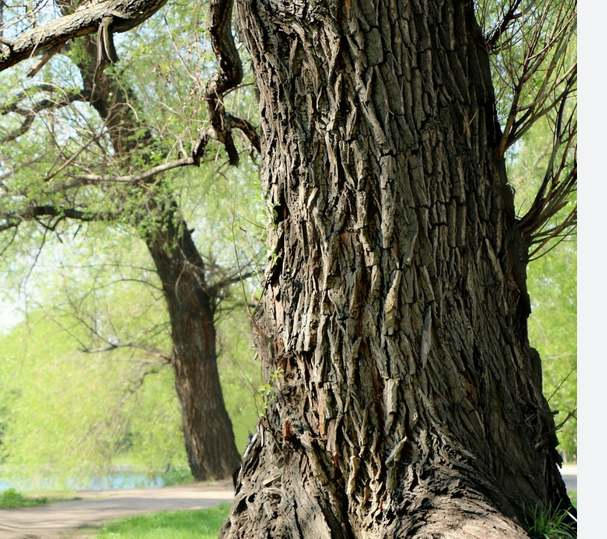 Willow Bark (Salix alba)